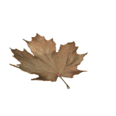 maple_leaf_brown_falling_ maple_leaf_brown_falling_
